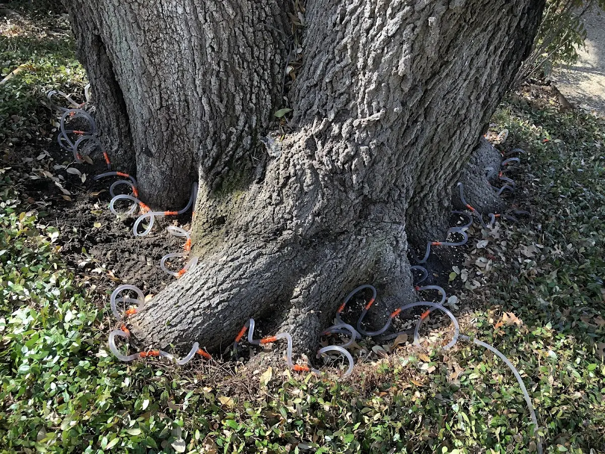 Detailed Tree Cabling and Bracing job site in Allyn